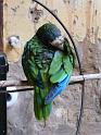 paladar parrot 01